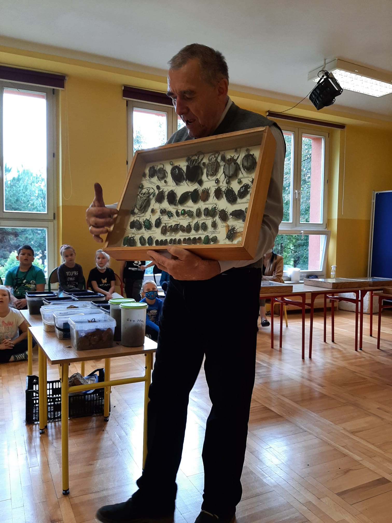 chrząszcze w gablocie