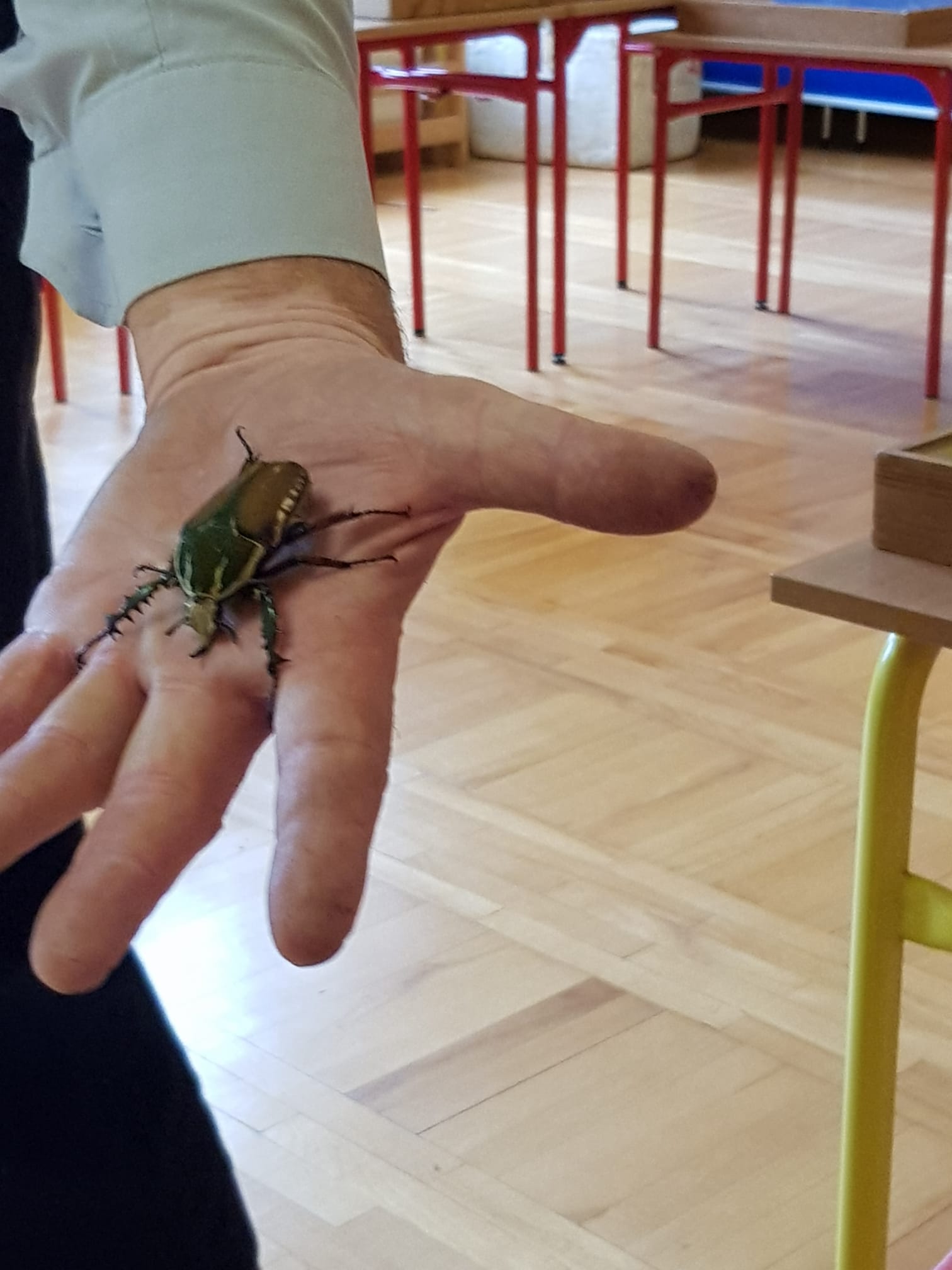 chrząszcz na dłoni