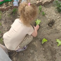 Krasnoludki zakładają ogródek warzywny (5)