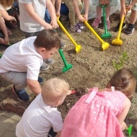 Krasnoludki zakładają ogródek warzywny (7)