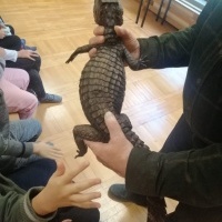Gady i płazy (3)