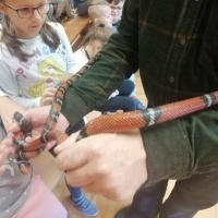 Gady i płazy (6)