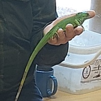 Gady i płazy (7)