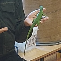 Gady i płazy (8)