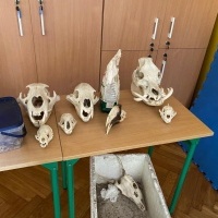 Pan Pająk - żywa lekcja przyrody (11)
