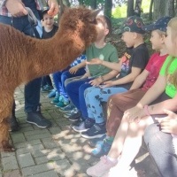Spotkanie z Alpakami (5)