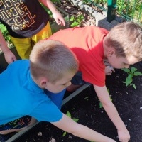 Żabki zakładają ogródek warzywny (4)