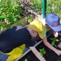 Żabki zakładają ogródek warzywny (5)