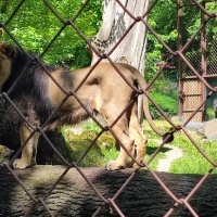 Wycieczka przedszkolaków do ZOO w Ostrawie (17)