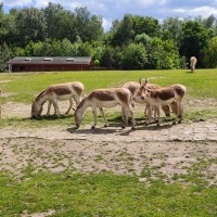 Wycieczka przedszkolaków do ZOO w Ostrawie (19)