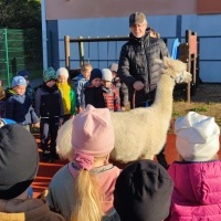 Spotkanie z alpaką (7)