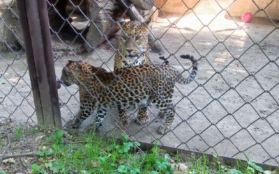 Wycieczka przedszkolaków do ZOO w Ostrawie (5)