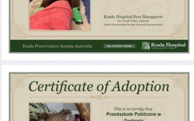 Adopcja koali